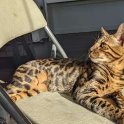 Бенгальский кот