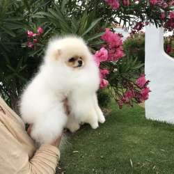 Померанский шпиц мини в Альгарве