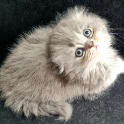 Продаются котята, голубоглазые, шотландские вислоухие фото 13