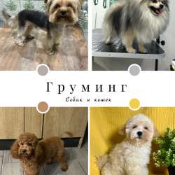 Груминг собак и кошек