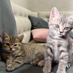 Отдам котят