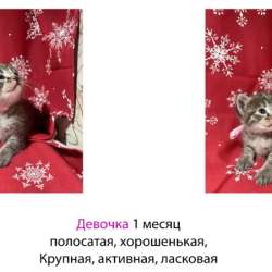 Котята в добрые руки. Чита в Чите