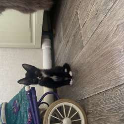 Котята в хорошие руки