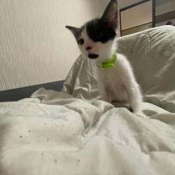 Котенок в добрые руки в Кудрово фото 3