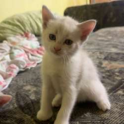 Котята в Челябинске фото 5