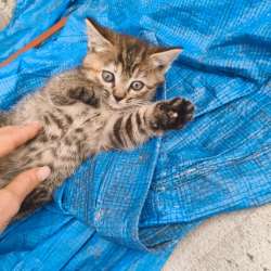 Котята в добрые руки в Нальчике фото 3