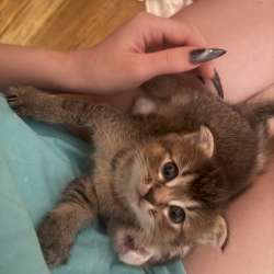 шотландские котята в Липецке фото 8