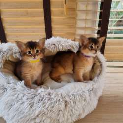 Котенок Сомали