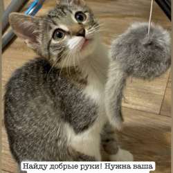 В добрые руки кошечка 3 месяца