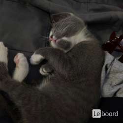 Котенок русский голубой в Казани