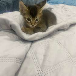 Котята Чаузи
