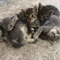 Котятки в добрые руки! в Барнауле фото 3