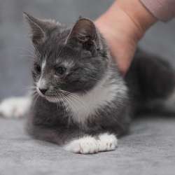 Котята в добрые руки в Одинцово фото 8