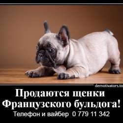 Очаровательные щеночки французского бульдога фото 27