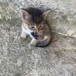 Котята . в Ставрополе фото 3