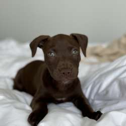 American puppy for sale Dubai