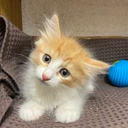 Котята разных окрасов ищут дом