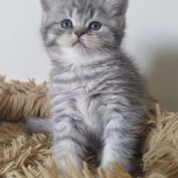 Шотландские котята фото 10