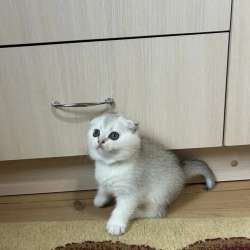 Шотландские котята в Кирово-Чепецке фото 3
