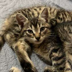 Котята, две милые девочки фото 3