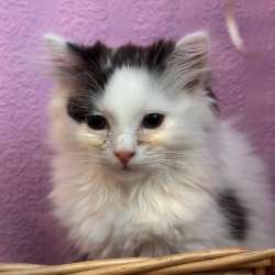 Котенок 2 месяце, девочка, бесплатно в Екатеринбурге фото 3