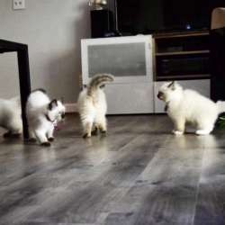 Котодетки Рэгдолл