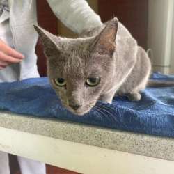 Кошка в Дедовске