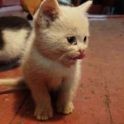 Отдам в хорошие руки котят фото 3