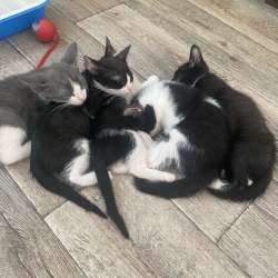Котята в хорошие руки в Балахне