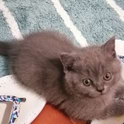 Продажа британских котят. Расса Scotish Straingt а фото 3