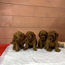 Карликовый Пудель Poodle фото 24
