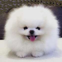 Щенки померанского мини шпица фото 4
