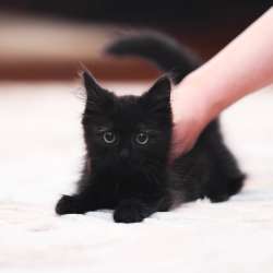 Котята на любой вкус в Москве фото 5
