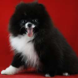 Very very little girl pomeranian фото 5