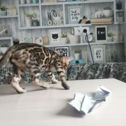 Бенгальские котята. Бенгалы