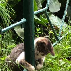 Котенок добрым людям в Подольске фото 9