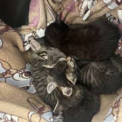 Котята