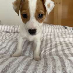 Домашние животные Jack Rassel фото 6