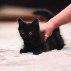 Котята на любой вкус