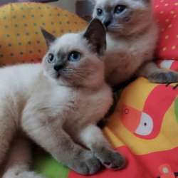 Продам двух шотландских вислоухих котят. Родословнач фото 15