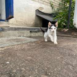 отдам котёнка в добрые руки в Россоши фото 3