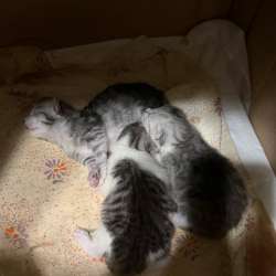 Котята в добрые руки в Кашире
