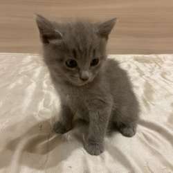 отдам котенка в добрые руки