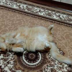 Кошечка Маруся в добрые руки? в Уфе