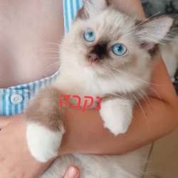 Котята регдолл фото 4