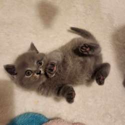 Котята скотиш фолд/ страйт