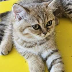 Шотландские котята фото 4