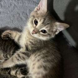 Котята, две милые девочки