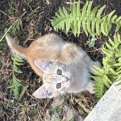 Котята в Ставрополе