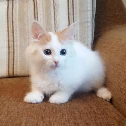 Котенок-пуховичок в добрые руки, 2,5 мес в Москве фото 7